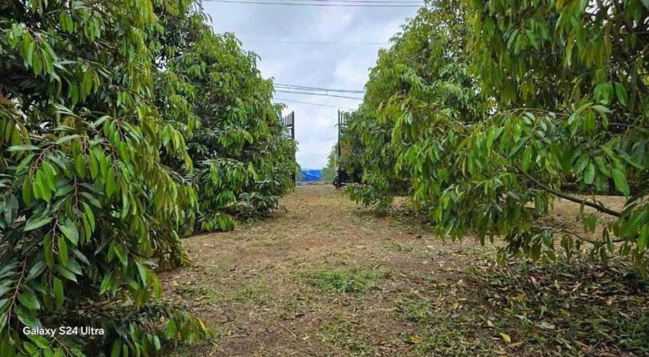 TÔI ĐANG CẦN BÁN GẤP LÔ ĐẤT VƯỜN HIỆN CÓ 300 CÂY SÀU RIÊNG NHÀ TRÊN ĐẤT ĐIỆN NƯỚC ĐẦY ĐỦ