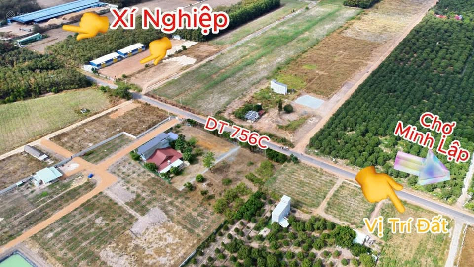 Bán Rẻ Lổ 5 lô SHR (1.250m2) Mặt Tiền Nhựa, Gần Becamex, Cty, Chợ Trường,Giá 520 Triệu
