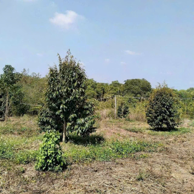 Cần bán gấp vườn sầu riêng H. Hớn Quản, Bình Phước, 4000m2, thổ cư 100m2
