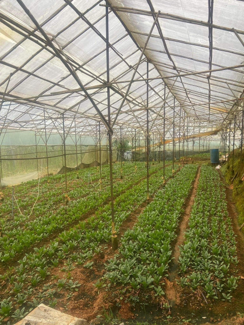 ĐẤT ĐẸP – GIÁ  TỐT - CẦN BÁN  LÔ Đất Đường Cam Ly, Phường 5, TP Đà Lạt, Lâm Đồng.