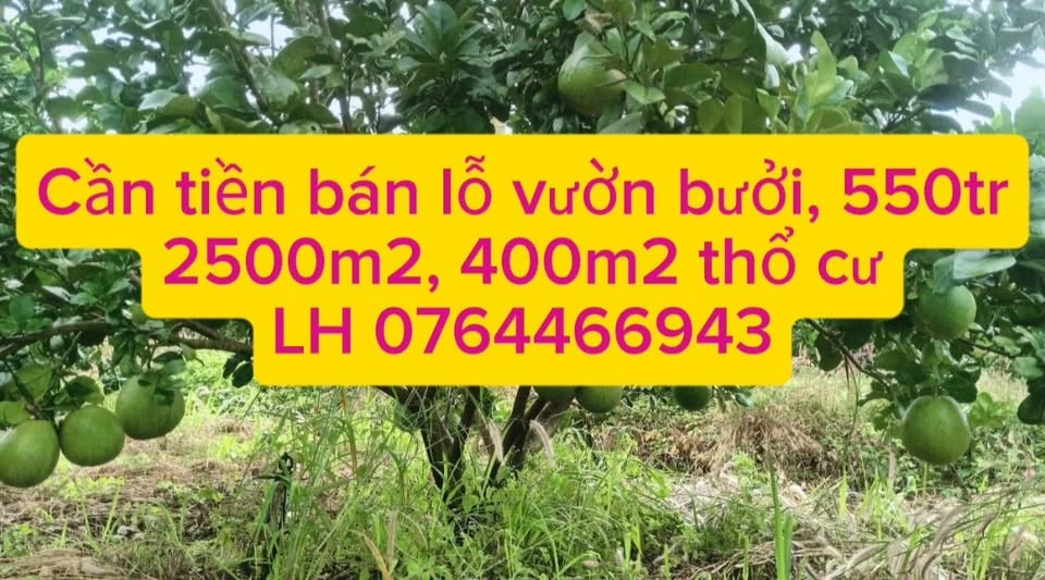 Cần tiền bán lỗ vườn bưởi H. Phú Riềng, Bình Phước, 2500m2, thổ cư 400m2