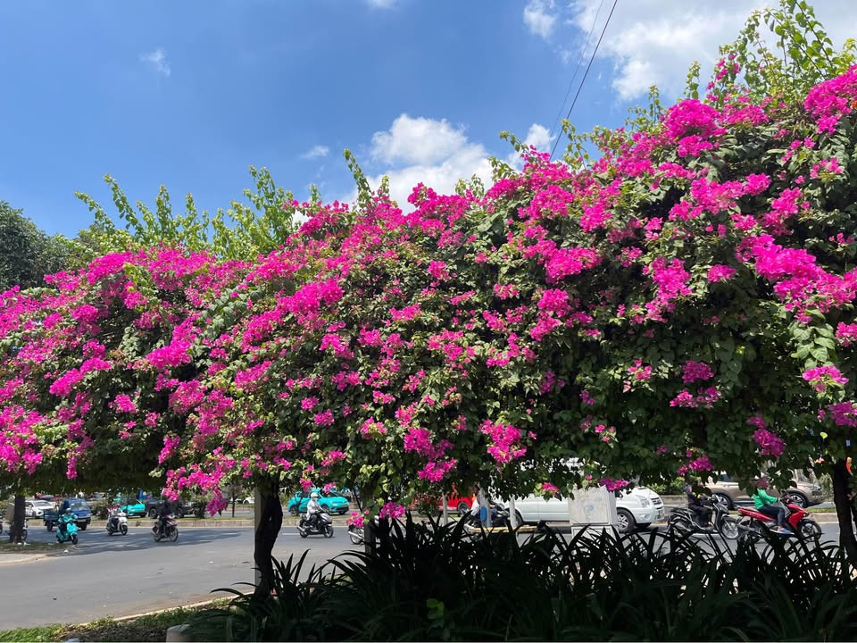 🌼🌹🌹NHÀ CHÍNH CHỦ TRANG BÌA - TRUNG MỸ TÂY, QUẬN 12!