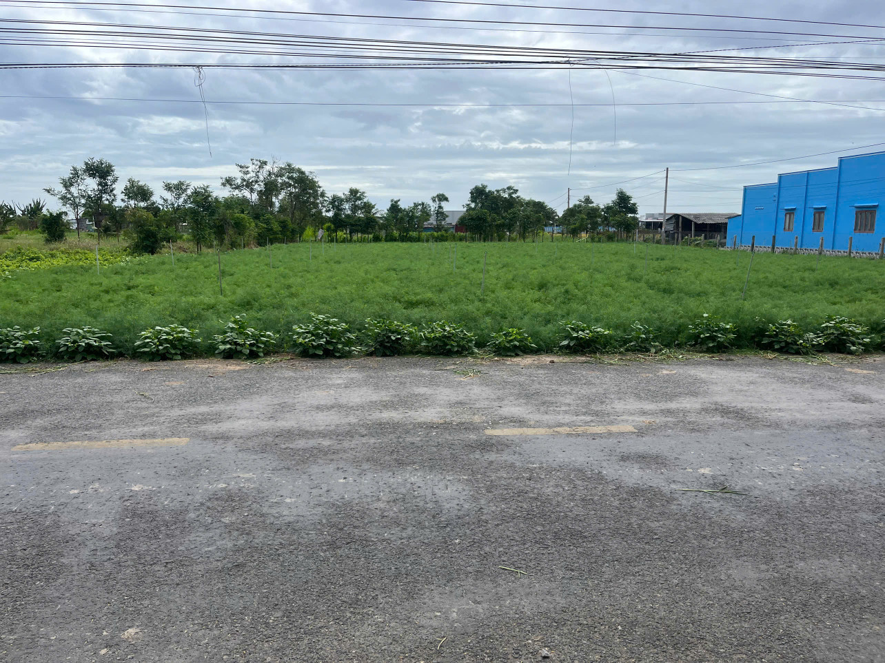 3,5 tỷ - B.á.n 1.500m2 đất đẹp, 2 mặt tiền nhựa HL07, Tân Thành, Gò Công Đông, Tiền Giang.