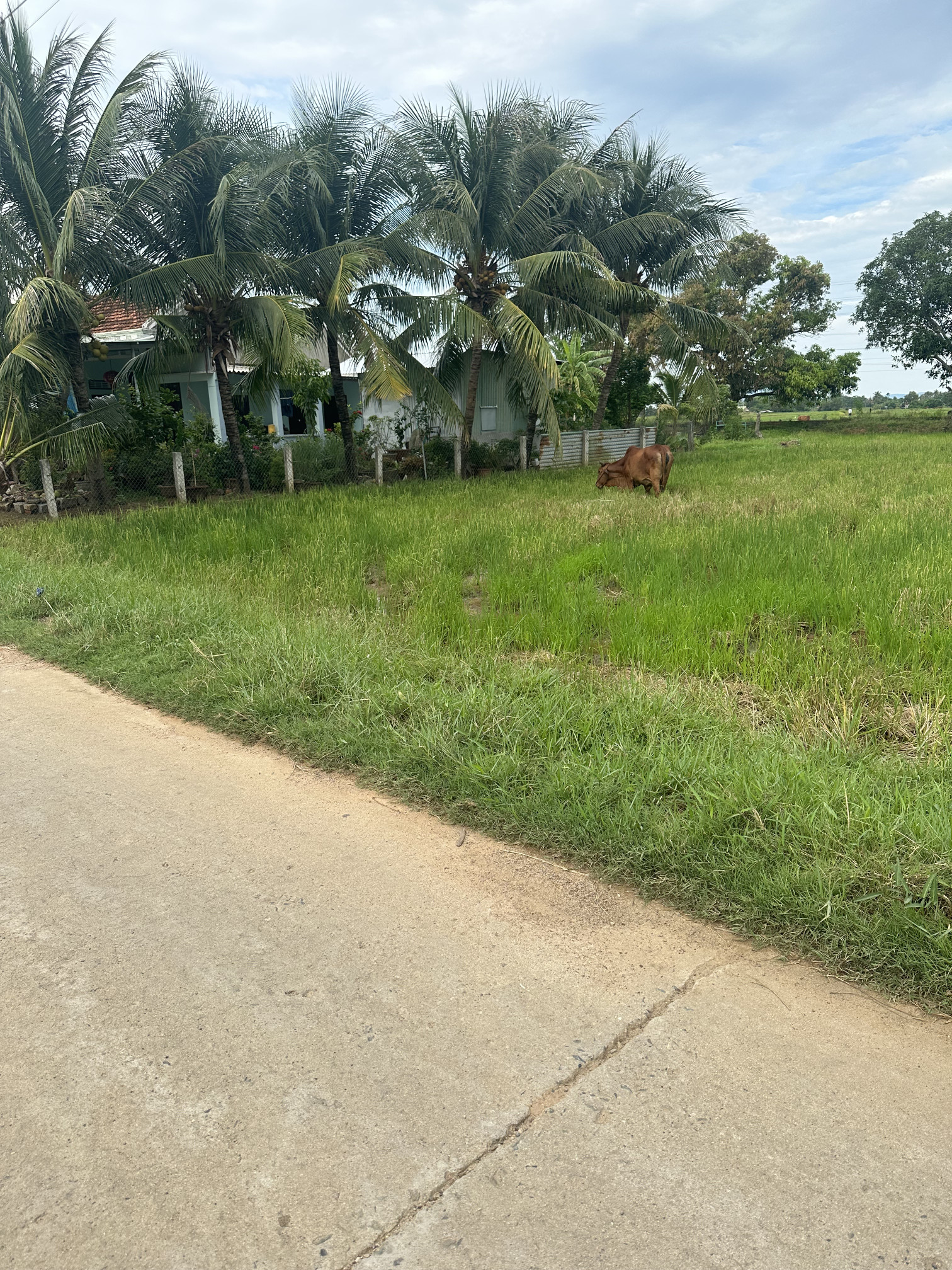 Cần bán đất thổ cứ Ninh An , Ninh Hoà