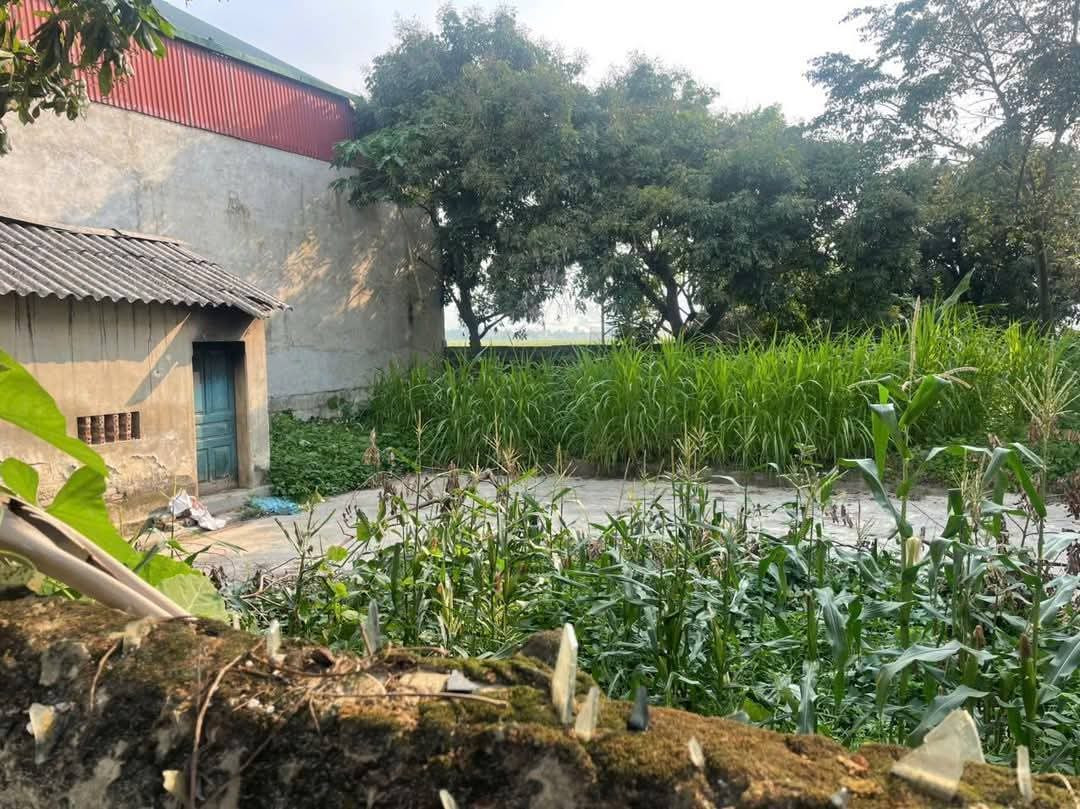 Bán đất tại Thanh Hà, Thanh Chăn