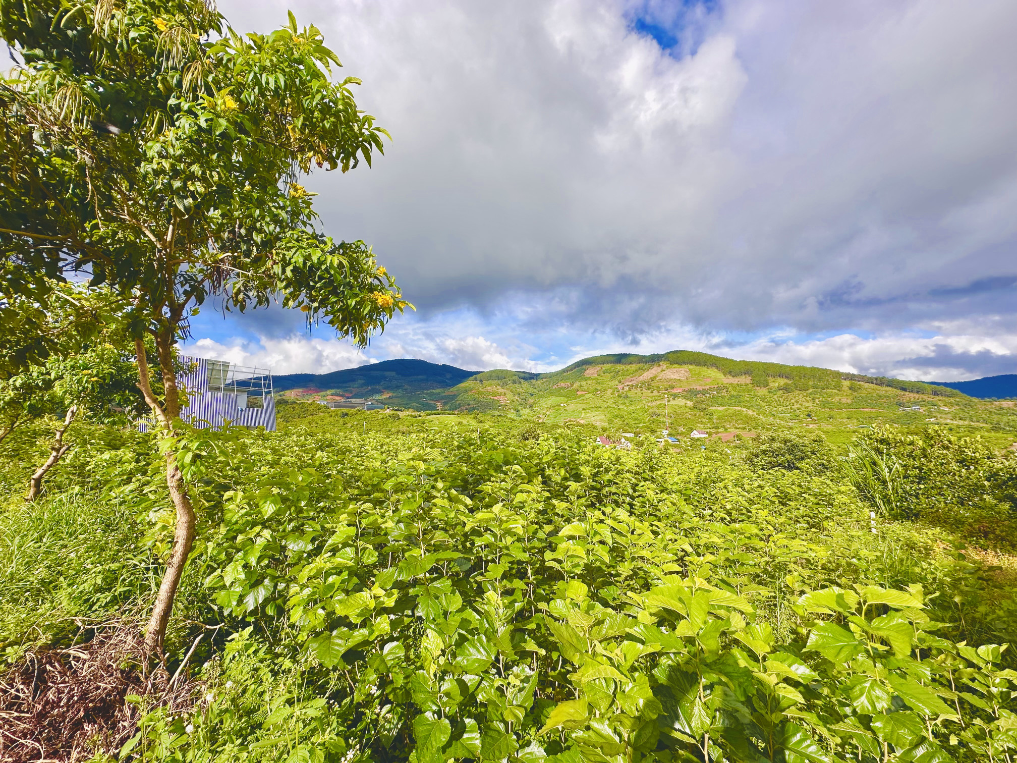 🌱 Đất nghỉ dưỡng thị trấn Nam Ban, view thung lũng ngàn thông 🌲🌲