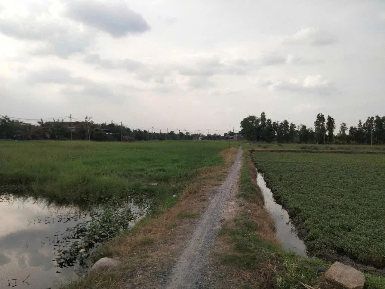 CẦN BÁN ĐẤT NÔNG NGHIỆP – XÃ BÀ ĐIỂM, HÓC MÔN
