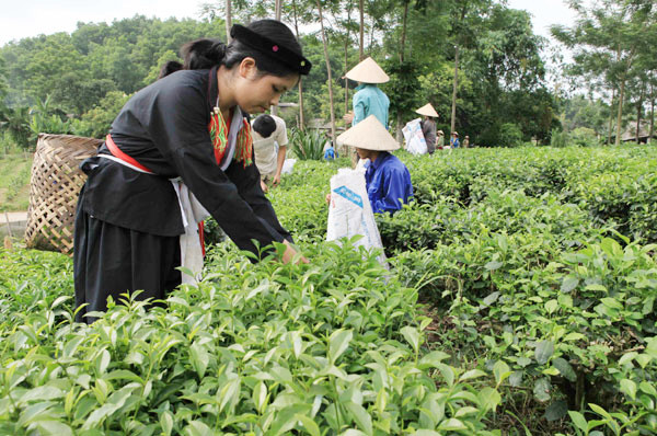 Cây chè- sản phẩm nông nghiệp đặc trưng của huyện Đồng Hỷ